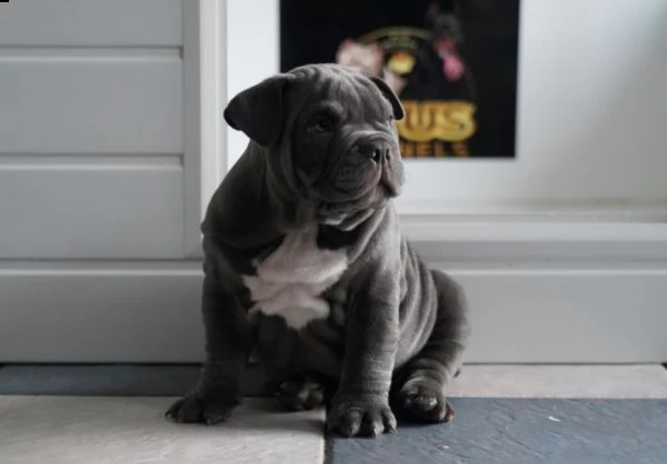 cuccioli di american pitbull terrier