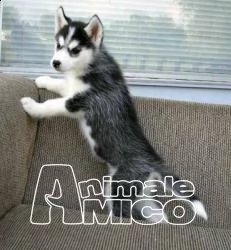 cuccioli di siberian husky