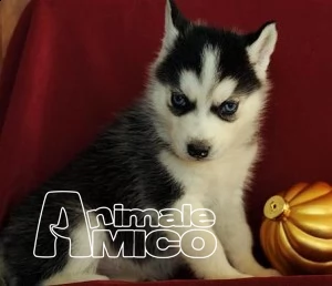 cuccioli di siberian husky | Foto 0