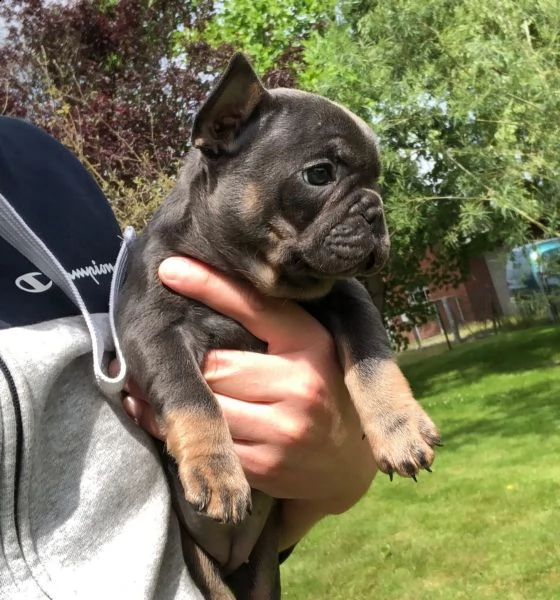 bouledogue francese blu cucciolo con pedigree  | Foto 4