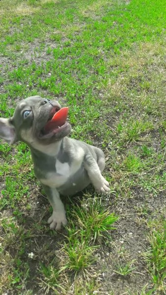 bouledogue francese blu cucciolo con pedigree  | Foto 3