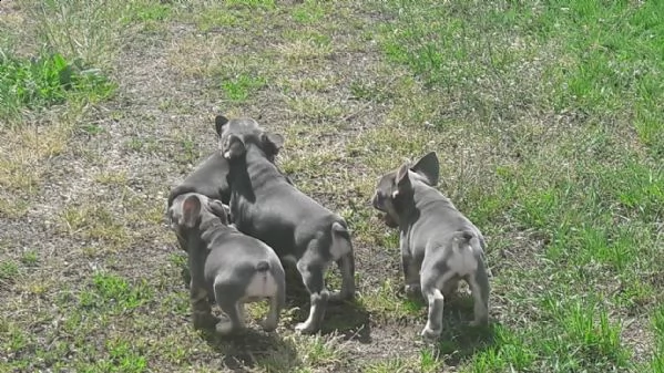 bouledogue francese blu cucciolo con pedigree  | Foto 2