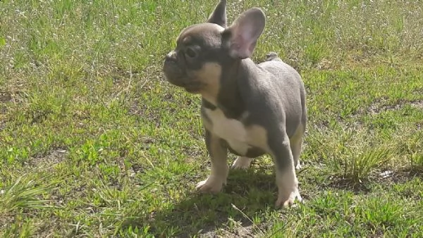 bouledogue francese blu cucciolo con pedigree  | Foto 0