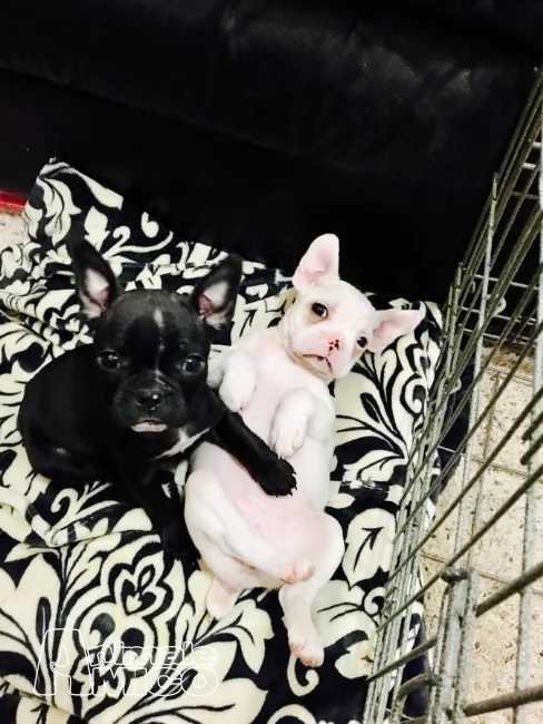  cuccioli bulldog/bouledogue francese con pedigree