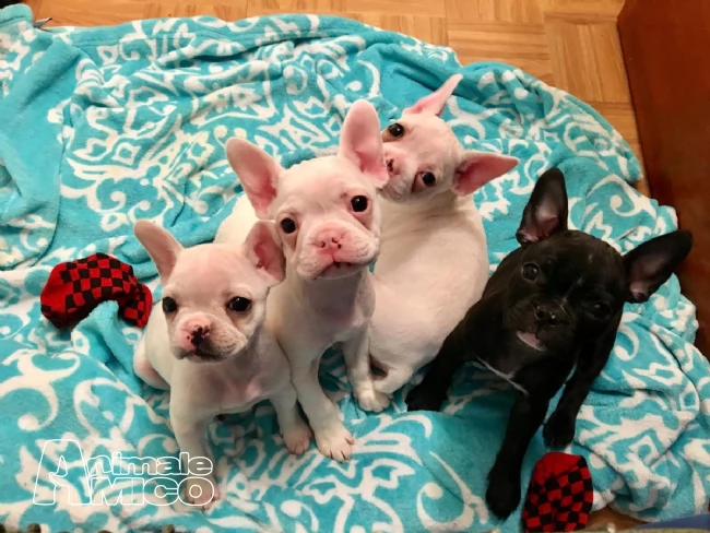  cuccioli bulldog/bouledogue francese con pedigree | Foto 0