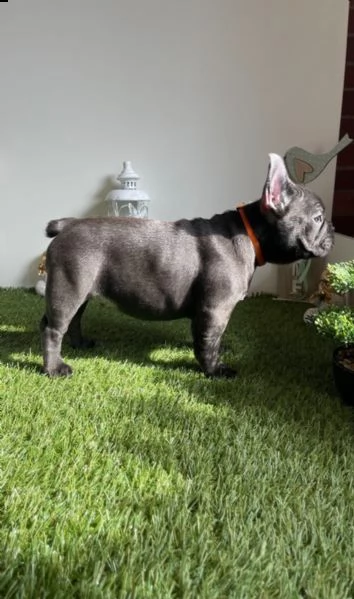 cuccioli bouledogue francese blue occhi azzurri