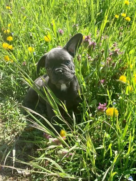 cuccioli bouledogue francese blue occhi azzurri | Foto 6