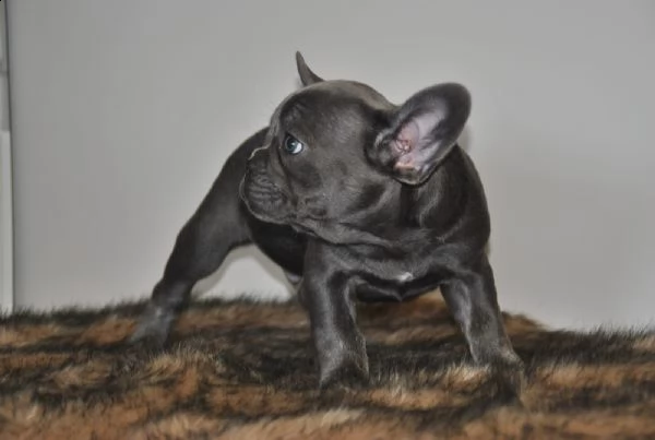 cuccioli bouledogue francese blue occhi azzurri | Foto 5