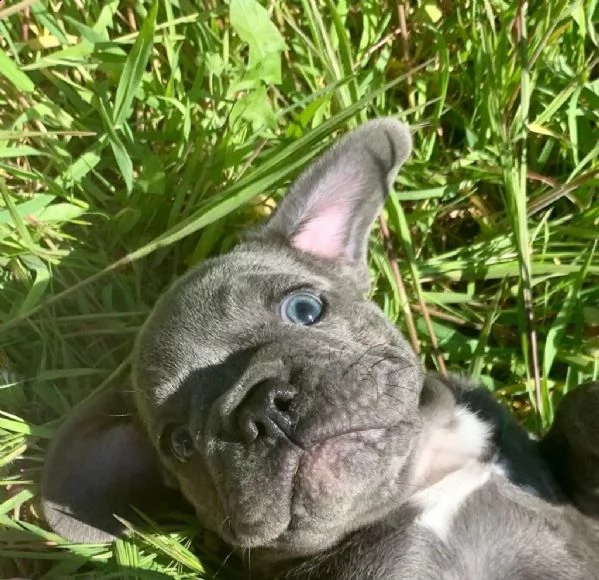 cuccioli bouledogue francese blue occhi azzurri | Foto 4