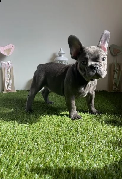 cuccioli bouledogue francese blue occhi azzurri | Foto 3
