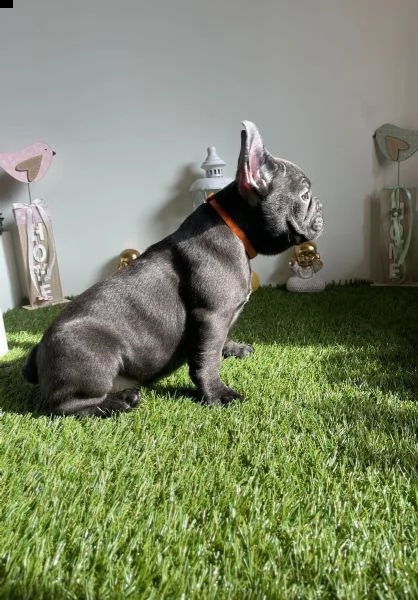 cuccioli bouledogue francese blue occhi azzurri | Foto 2