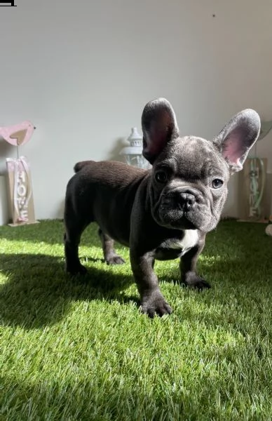 cuccioli bouledogue francese blue occhi azzurri | Foto 1