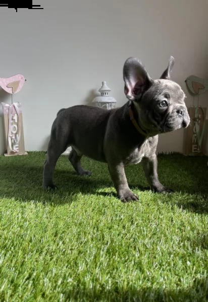 cuccioli bouledogue francese blue occhi azzurri | Foto 0