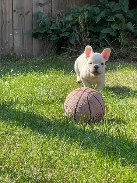 disponibili splendidi cuccioli di bouledogue francese | Foto 3