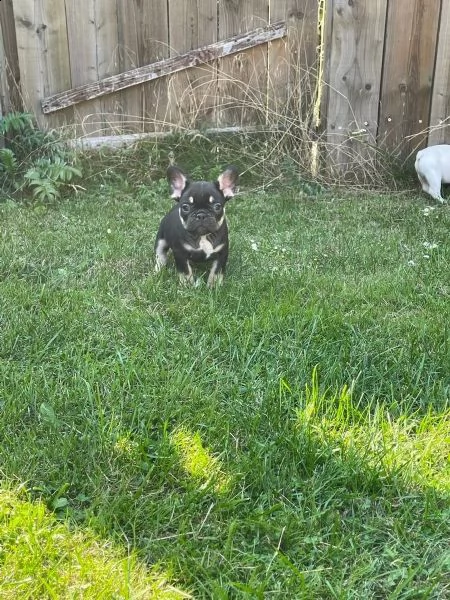 disponibili splendidi cuccioli di bouledogue francese | Foto 2