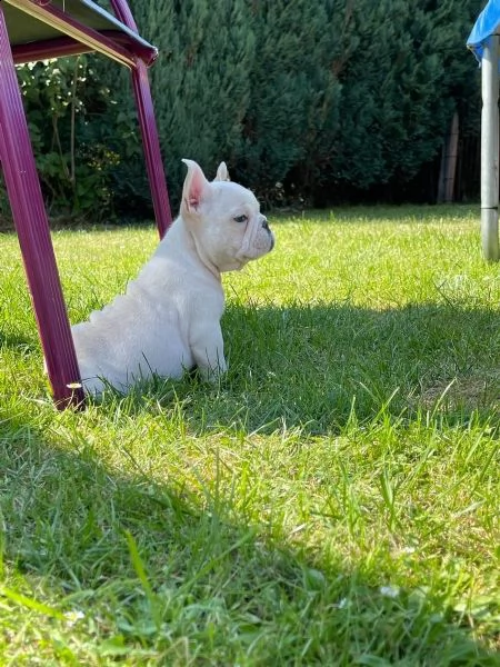 disponibili splendidi cuccioli di bouledogue francese | Foto 1