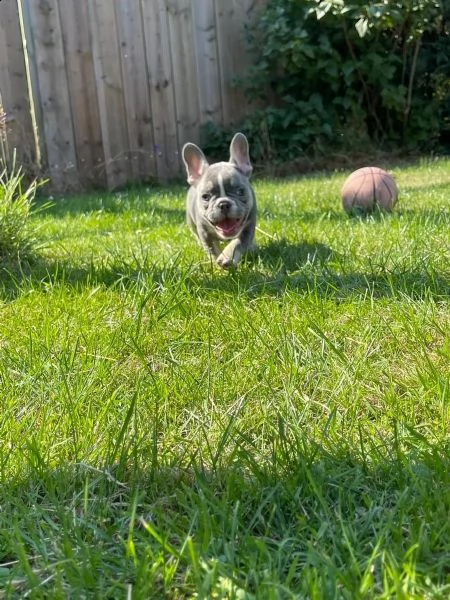 disponibili splendidi cuccioli di bouledogue francese | Foto 0