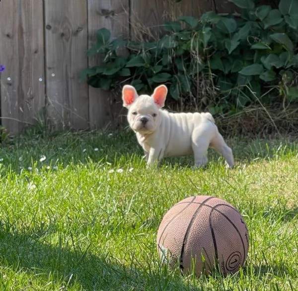 disponibili splendidi cuccioli di bouledogue francese