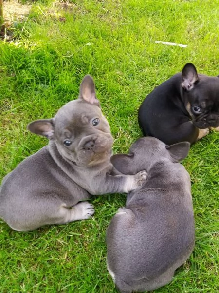 bouledogue francese maschietti e femminucce