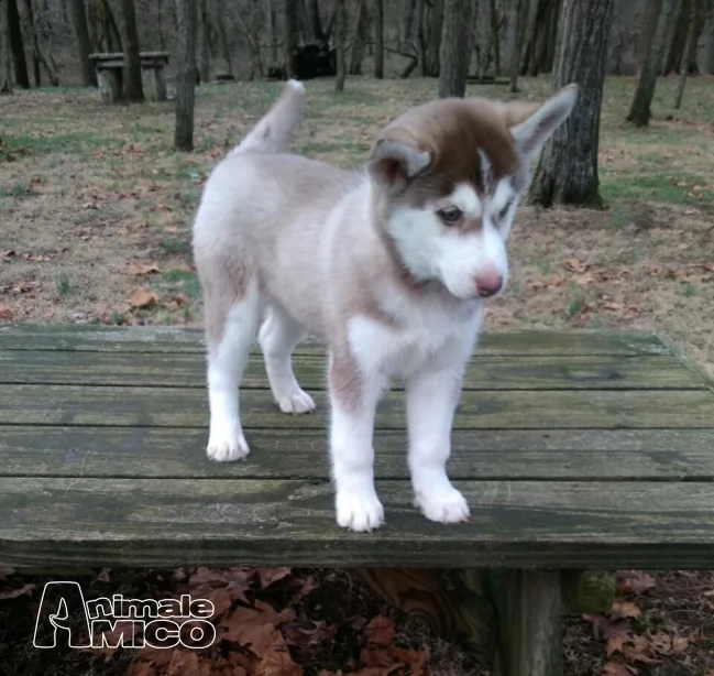 siberian husky cucciolata occhi azzurri