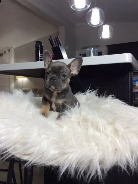kucciola di bouledogue francese blu.