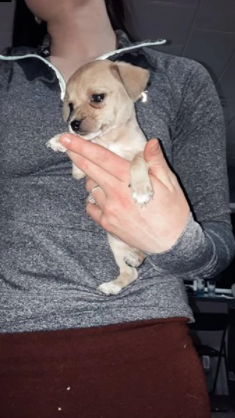  cuccioli chihuahua mini toy 