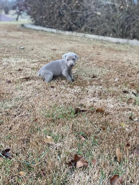 cucciolo weimaraner pelo grigio argento occhi azzurri 