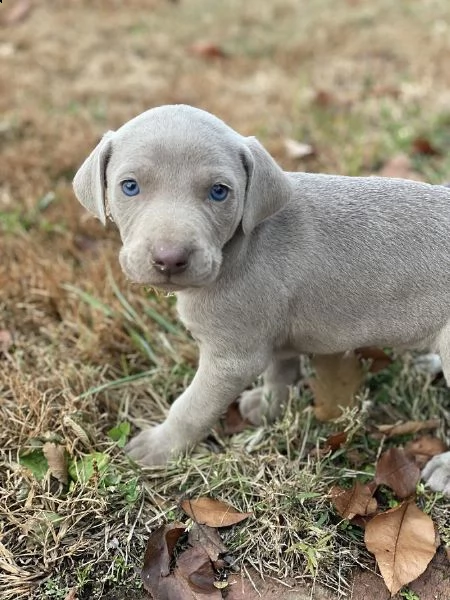 cucciolo weimaraner pelo grigio argento occhi azzurri  | Foto 0