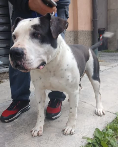 ARGO simil amstaff: vogliamo la sua rinascita | Foto 6