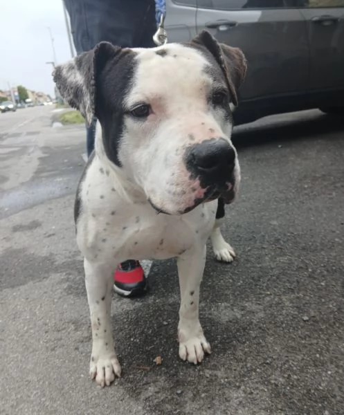 ARGO simil amstaff: vogliamo la sua rinascita | Foto 5