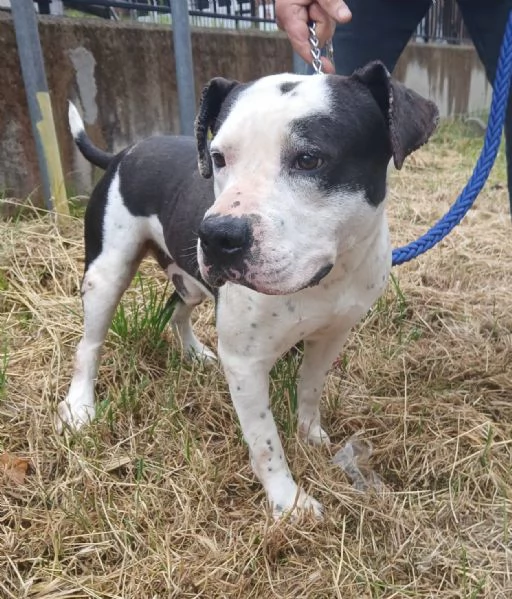 ARGO simil amstaff: vogliamo la sua rinascita | Foto 4