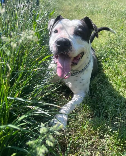 ARGO simil amstaff: vogliamo la sua rinascita | Foto 3