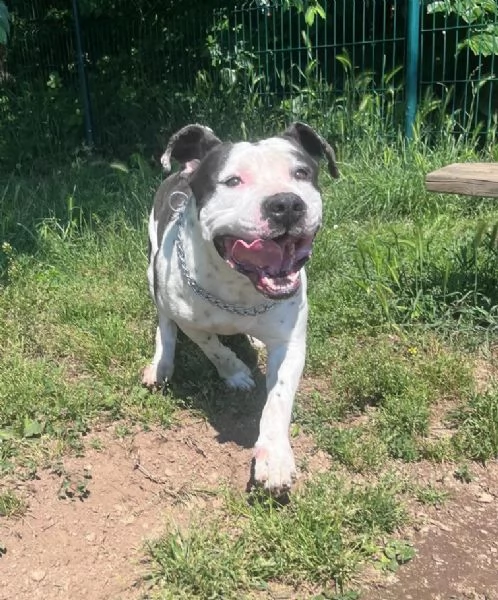 ARGO simil amstaff: vogliamo la sua rinascita | Foto 2