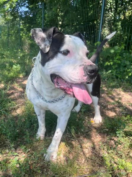 ARGO simil amstaff: vogliamo la sua rinascita | Foto 1