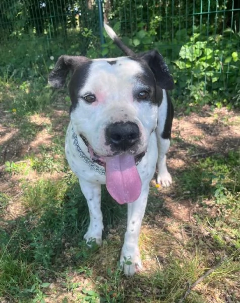 ARGO simil amstaff: vogliamo la sua rinascita | Foto 0
