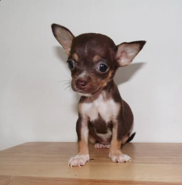chihuahua toy maschio e femmina