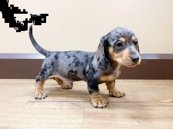 bassotto nano arlecchino