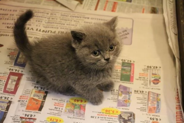 british maschi blu italiani