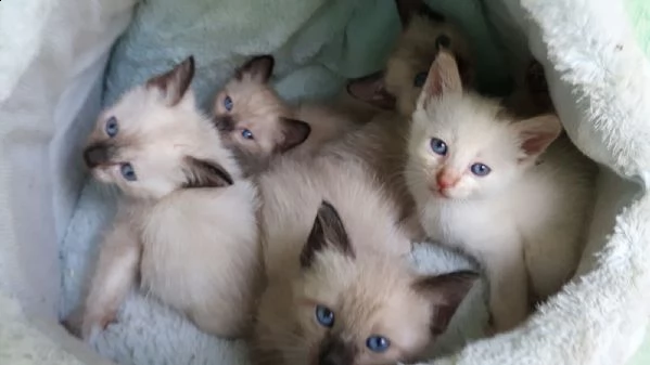 cuccioli gattini siamese thai – per natale
