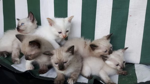 cuccioli gattini siamese thai – per natale | Foto 2