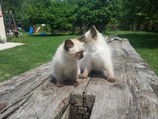 cuccioli gattini siamese thai – per natale | Foto 0
