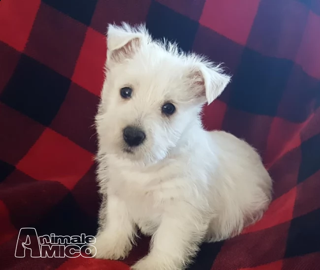 west highland white terrier cuccioli | Foto 0