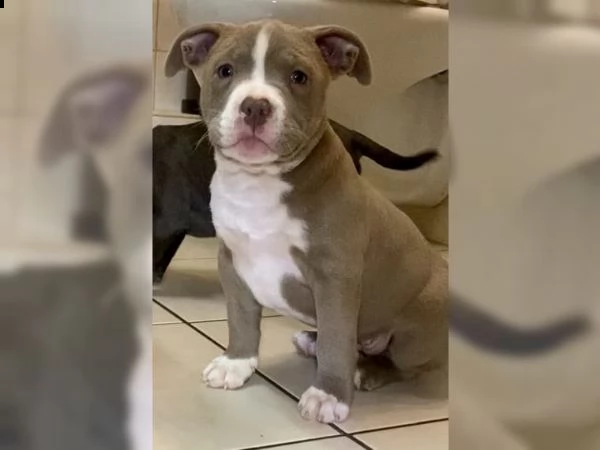 3 cuccioli pitbull alta genealogia | Foto 1