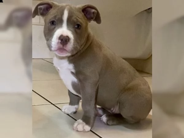 3 cuccioli pitbull alta genealogia | Foto 0
