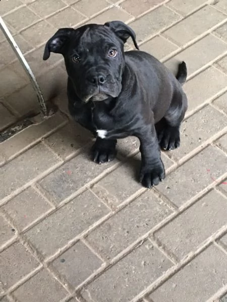 3 cuccioli pitbull alta genealogia