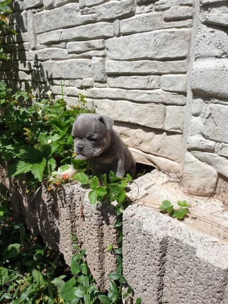 prenotazione stupendi bouledogue francese | Foto 1
