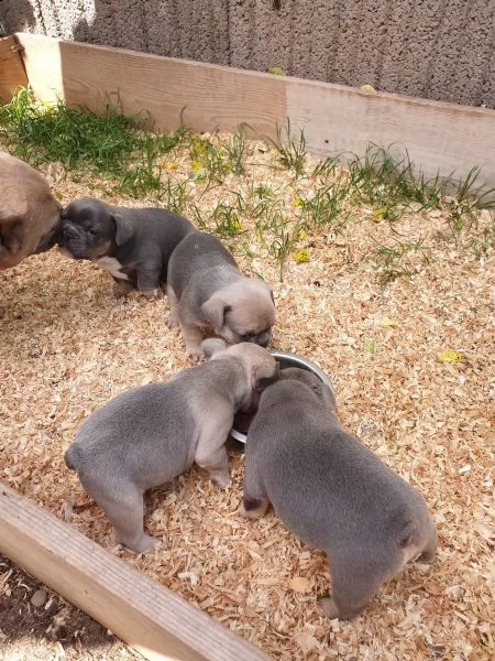 prenotazione stupendi bouledogue francese | Foto 0