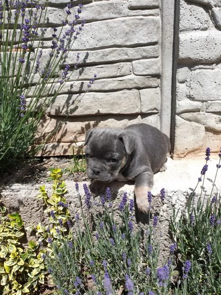 prenotazione stupendi bouledogue francese
