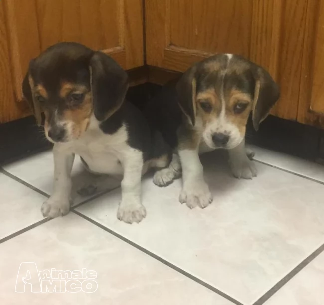 vendita cucciolo di beagle da allevamento, negozio e pensione