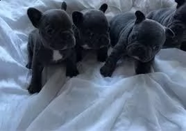 cuccioli di bouledogue francese